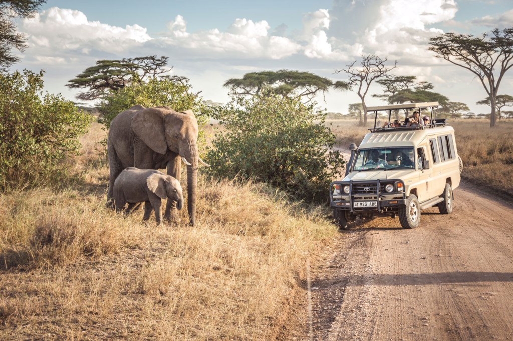 Exploring The Wonders: Tanzania National Park Tour Packages Unveiled